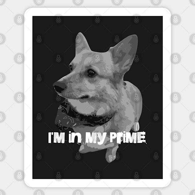 I'm In My Prime Corgi Sticker by Zelda